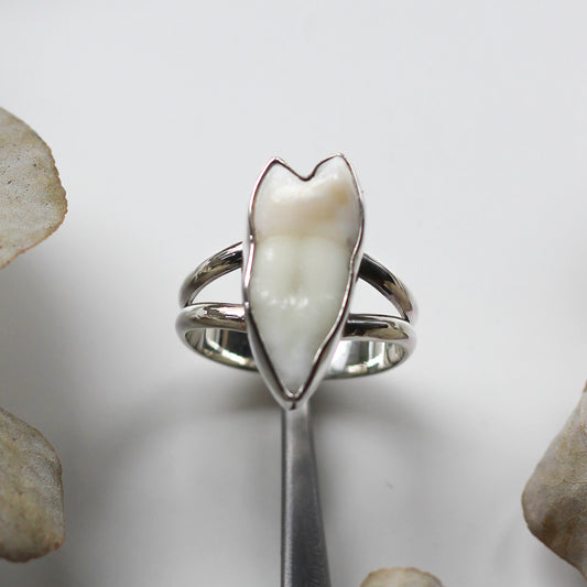 Custom Large Tooth Ring