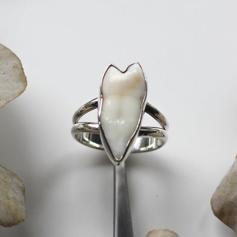 Custom Large Tooth Ring
